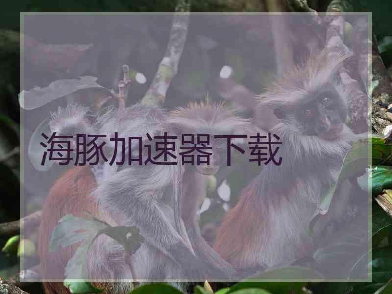海豚加速器下载